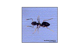 Odorous Ants